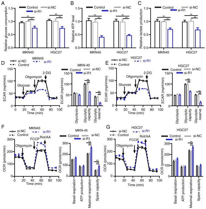 https://cdn.ncbi.nlm.nih.gov/pmc/blobs/8861/12329486/3f2131aa879f/ol-30-04-15205-g02.jpg