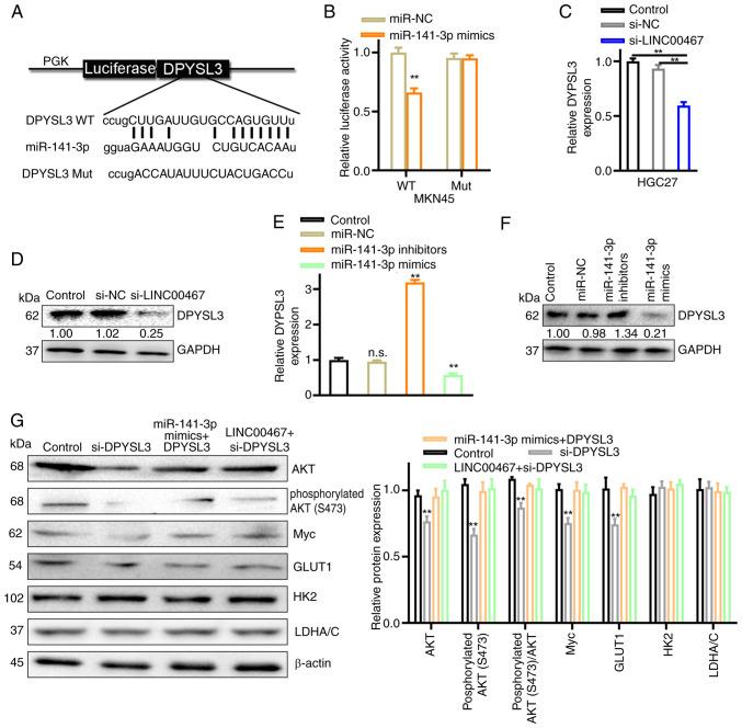 https://cdn.ncbi.nlm.nih.gov/pmc/blobs/8861/12329486/4272a26aaf38/ol-30-04-15205-g06.jpg