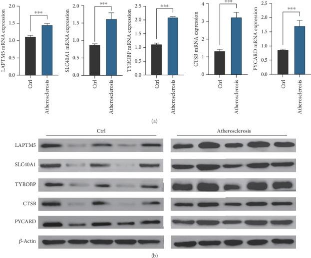 https://cdn.ncbi.nlm.nih.gov/pmc/blobs/8862/12390559/79ea265863ed/HUMU2025-9034896.008.jpg
