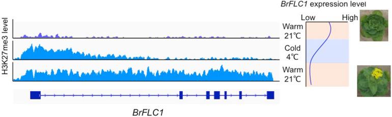 https://cdn.ncbi.nlm.nih.gov/pmc/blobs/8863/7900002/20c9e64ac95b/fpls-11-619417-g001.jpg