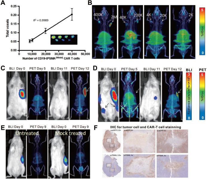 https://cdn.ncbi.nlm.nih.gov/pmc/blobs/886a/8171102/06a7ec9b8fab/thnov11p6800g008.jpg