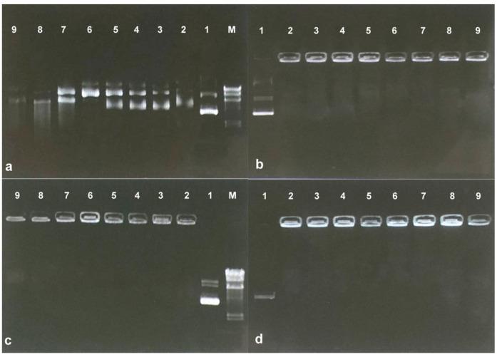 https://cdn.ncbi.nlm.nih.gov/pmc/blobs/886b/10378784/bde1609bee91/gels-09-00541-g006.jpg