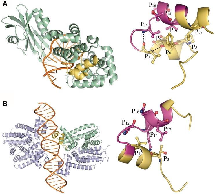 https://cdn.ncbi.nlm.nih.gov/pmc/blobs/886b/2919736/3b12fc4f538a/gkq478f5.jpg