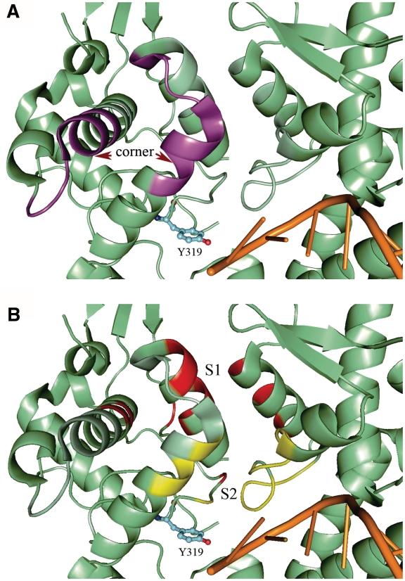 https://cdn.ncbi.nlm.nih.gov/pmc/blobs/886b/2919736/ed3d449319eb/gkq478f6.jpg