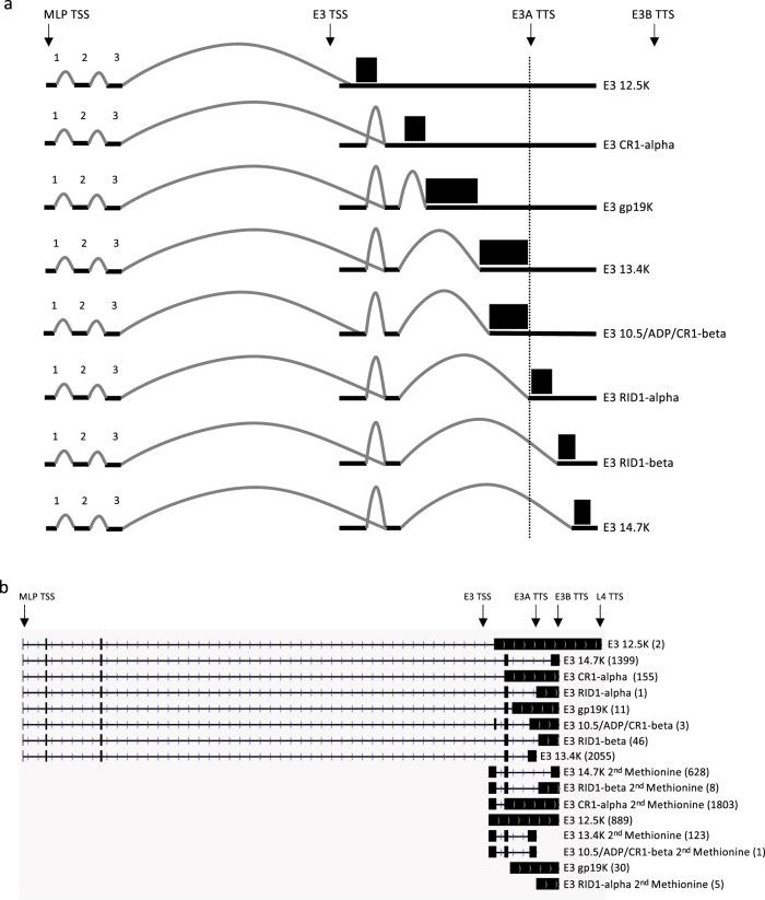 https://cdn.ncbi.nlm.nih.gov/pmc/blobs/886c/7070027/8e2664d940c7/42003_2020_849_Fig5_HTML.jpg