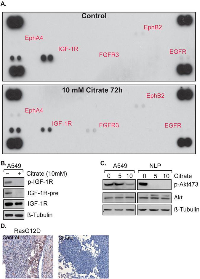 https://cdn.ncbi.nlm.nih.gov/pmc/blobs/8875/5495754/af74d864c530/41598_2017_4626_Fig5_HTML.jpg
