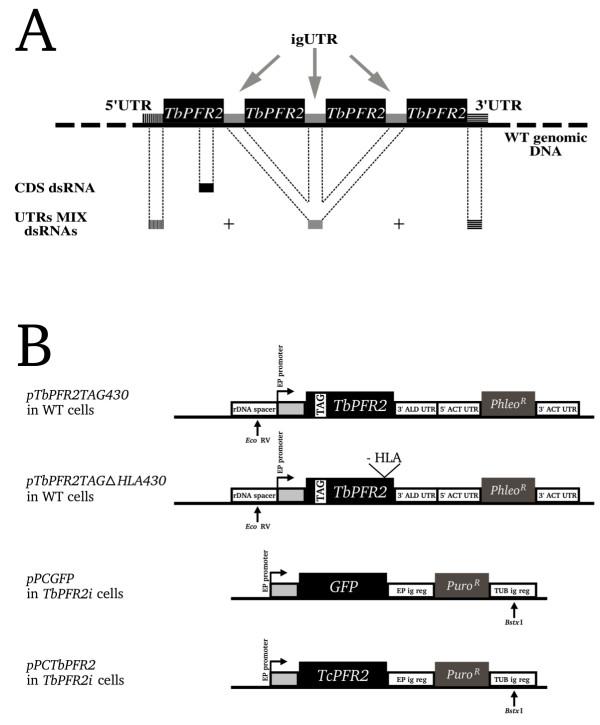 https://cdn.ncbi.nlm.nih.gov/pmc/blobs/8876/549545/53c0caebf82d/1472-6750-5-6-1.jpg