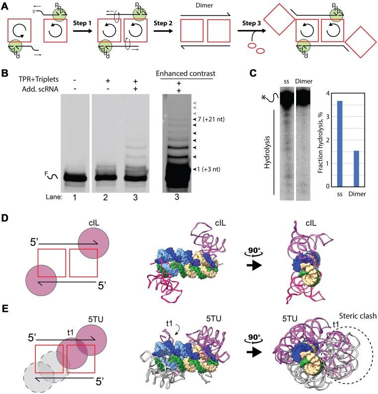 https://cdn.ncbi.nlm.nih.gov/pmc/blobs/8879/12168072/4e0229d4e5d1/gkaf057fig5.jpg
