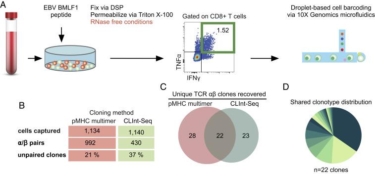 https://cdn.ncbi.nlm.nih.gov/pmc/blobs/8880/7826406/07d06ff9254f/pnas.2021190118fig05.jpg