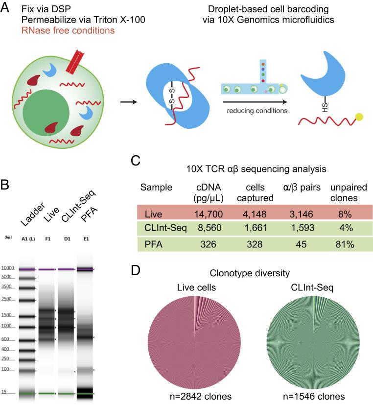 https://cdn.ncbi.nlm.nih.gov/pmc/blobs/8880/7826406/a9e4a02e5a4a/pnas.2021190118fig04.jpg