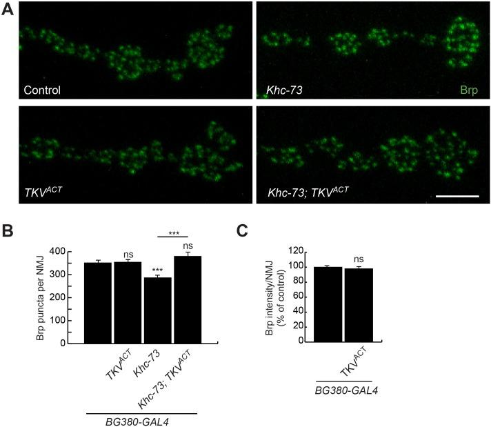 https://cdn.ncbi.nlm.nih.gov/pmc/blobs/8884/5802963/0db624266e3f/pgen.1007184.g004.jpg