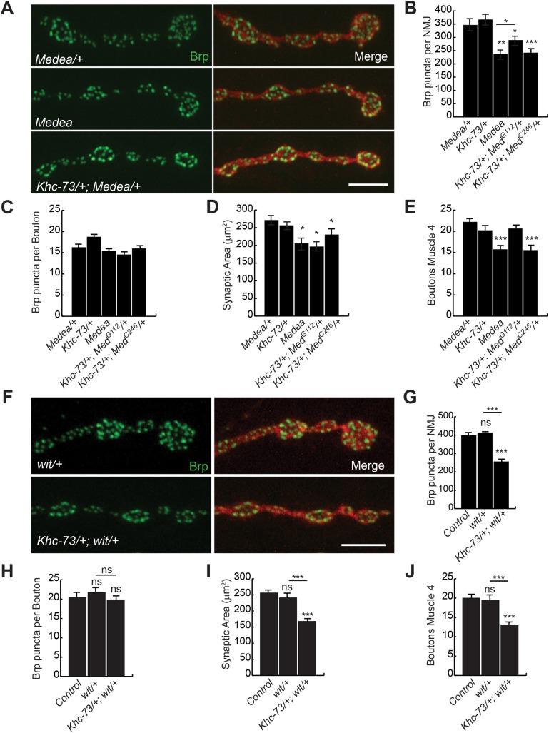 https://cdn.ncbi.nlm.nih.gov/pmc/blobs/8884/5802963/230b8078a35f/pgen.1007184.g003.jpg