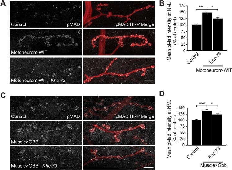 https://cdn.ncbi.nlm.nih.gov/pmc/blobs/8884/5802963/768a0af2c73e/pgen.1007184.g010.jpg