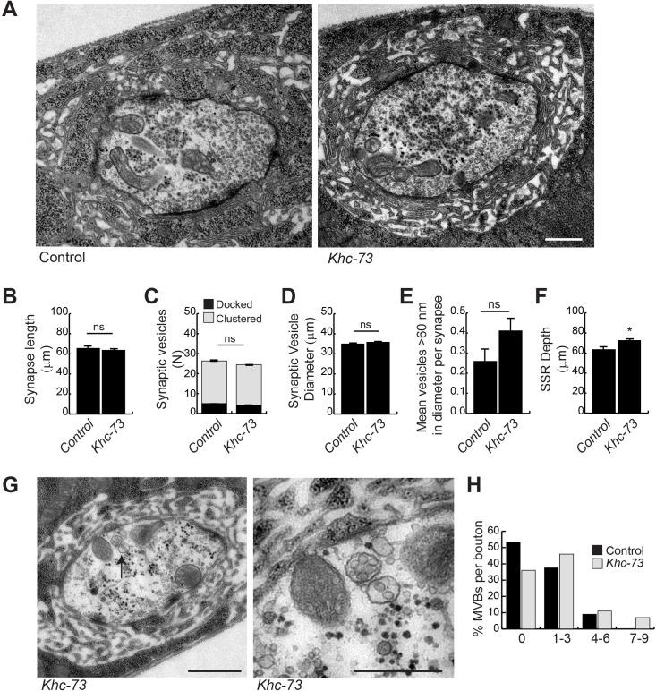 https://cdn.ncbi.nlm.nih.gov/pmc/blobs/8884/5802963/ed88af4f4eee/pgen.1007184.g011.jpg