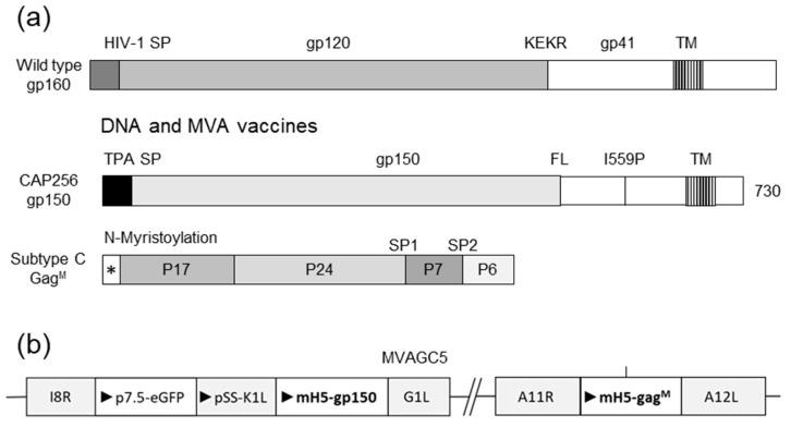 https://cdn.ncbi.nlm.nih.gov/pmc/blobs/8885/9965773/efd853aa9c57/vaccines-11-00376-g001.jpg