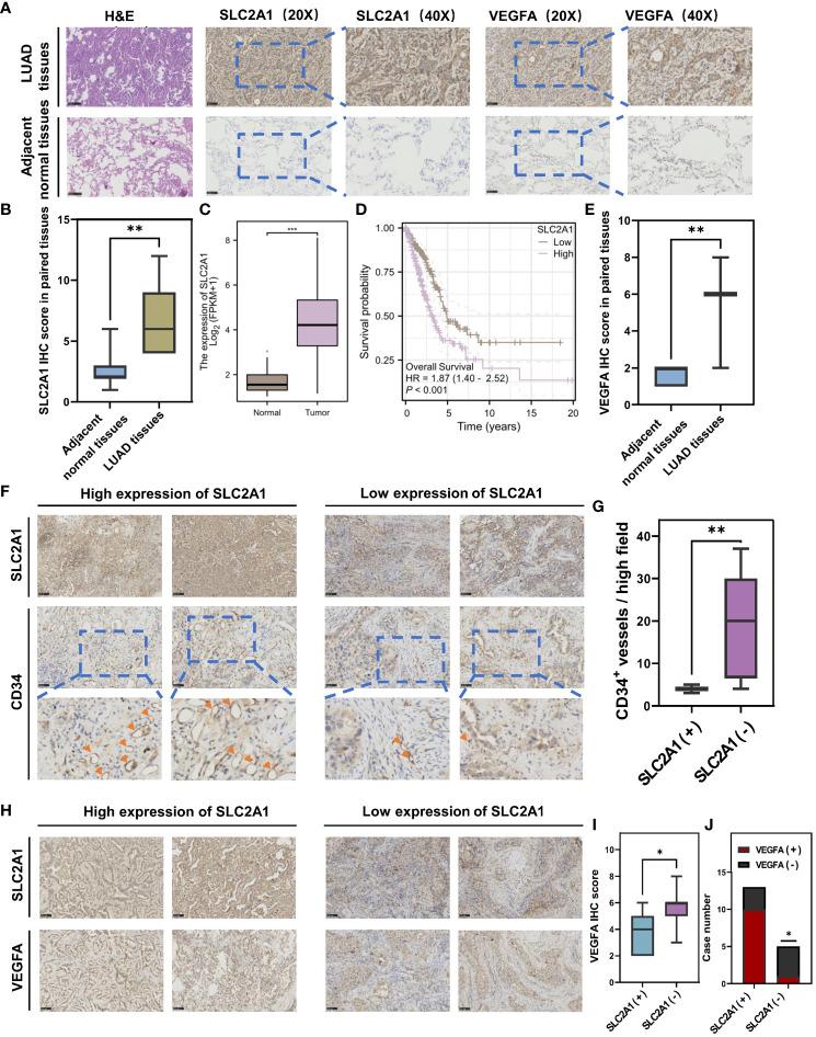 https://cdn.ncbi.nlm.nih.gov/pmc/blobs/8886/10882092/8f45ccbc8648/fimmu-15-1352893-g007.jpg