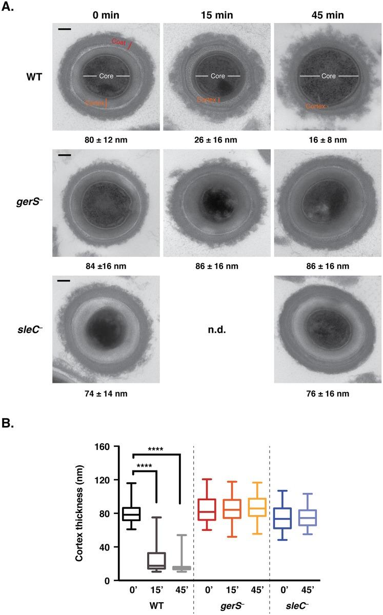 https://cdn.ncbi.nlm.nih.gov/pmc/blobs/8886/4619724/49906f79e30b/ppat.1005239.g004.jpg