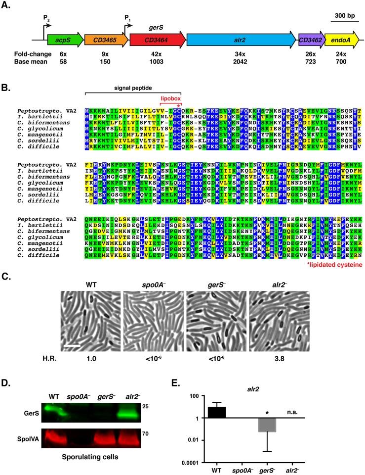 https://cdn.ncbi.nlm.nih.gov/pmc/blobs/8886/4619724/f16947b73558/ppat.1005239.g001.jpg