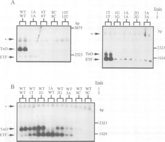 https://cdn.ncbi.nlm.nih.gov/pmc/blobs/8888/395238/0d826cd8802c/emboj00062-0200-a.jpg