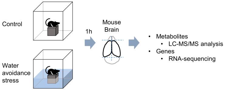 https://cdn.ncbi.nlm.nih.gov/pmc/blobs/888c/10052811/a6314b6c229f/metabolites-13-00453-g001.jpg