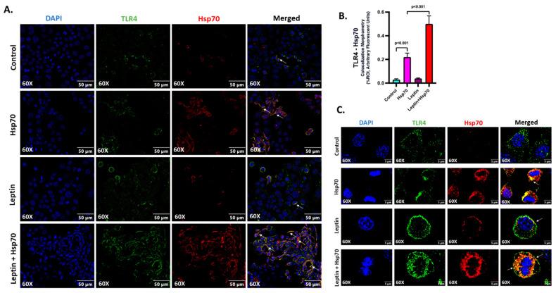 https://cdn.ncbi.nlm.nih.gov/pmc/blobs/888e/10671242/9600bcd46dc8/ijms-24-16354-g007.jpg