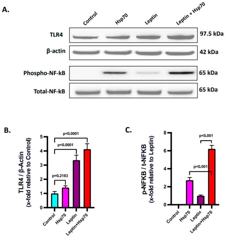 https://cdn.ncbi.nlm.nih.gov/pmc/blobs/888e/10671242/a04a650f96fd/ijms-24-16354-g008.jpg