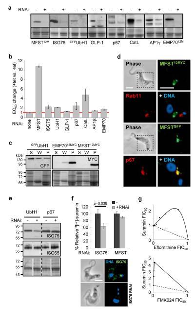 https://cdn.ncbi.nlm.nih.gov/pmc/blobs/8898/3303116/06708eeae8e1/ukmss-40204-f0002.jpg