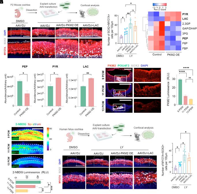 https://cdn.ncbi.nlm.nih.gov/pmc/blobs/8899/11745320/6445cf914338/pnas.2410829122fig06.jpg