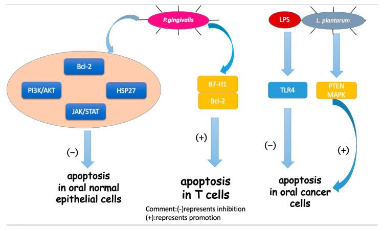 https://cdn.ncbi.nlm.nih.gov/pmc/blobs/889a/7600411/0e800811f201/cancers-12-02797-g002.jpg