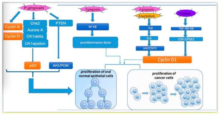 https://cdn.ncbi.nlm.nih.gov/pmc/blobs/889a/7600411/dde3addfbdf9/cancers-12-02797-g001.jpg