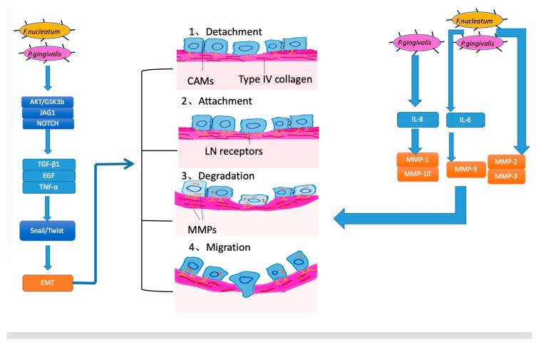 https://cdn.ncbi.nlm.nih.gov/pmc/blobs/889a/7600411/fd54900a31a0/cancers-12-02797-g003.jpg