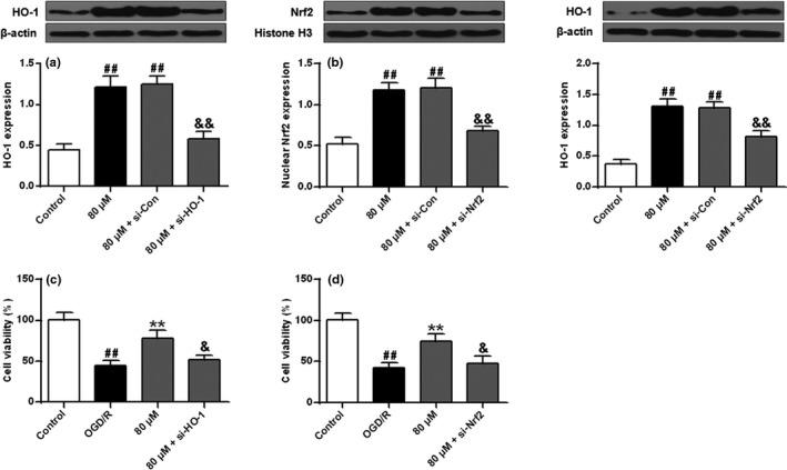 https://cdn.ncbi.nlm.nih.gov/pmc/blobs/889f/8323036/2ad664da0097/BRB3-11-e02143-g008.jpg