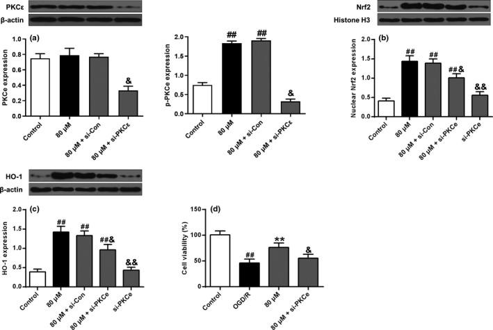https://cdn.ncbi.nlm.nih.gov/pmc/blobs/889f/8323036/64dd6b21ef39/BRB3-11-e02143-g001.jpg