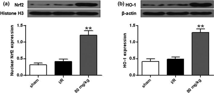 https://cdn.ncbi.nlm.nih.gov/pmc/blobs/889f/8323036/c7f70d53f45e/BRB3-11-e02143-g006.jpg