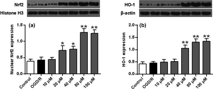 https://cdn.ncbi.nlm.nih.gov/pmc/blobs/889f/8323036/de056e529139/BRB3-11-e02143-g003.jpg