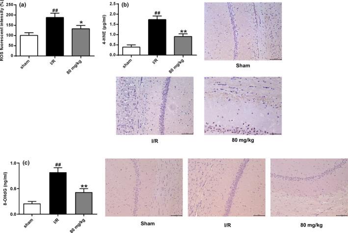 https://cdn.ncbi.nlm.nih.gov/pmc/blobs/889f/8323036/f4ff85ea03ce/BRB3-11-e02143-g007.jpg