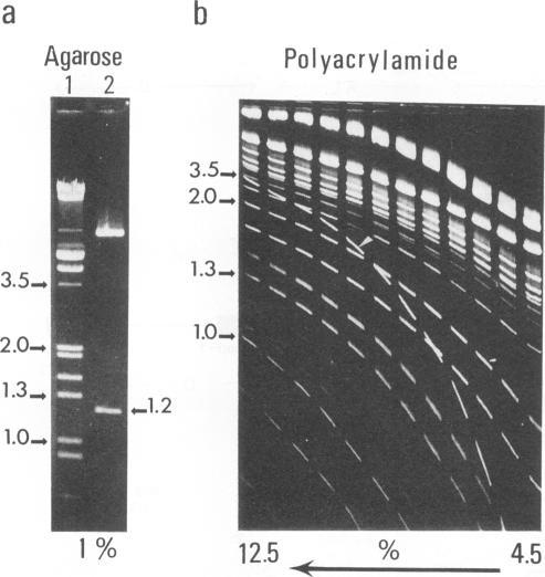 https://cdn.ncbi.nlm.nih.gov/pmc/blobs/88a0/237389/47708930e00d/jvirol00022-0548-a.jpg