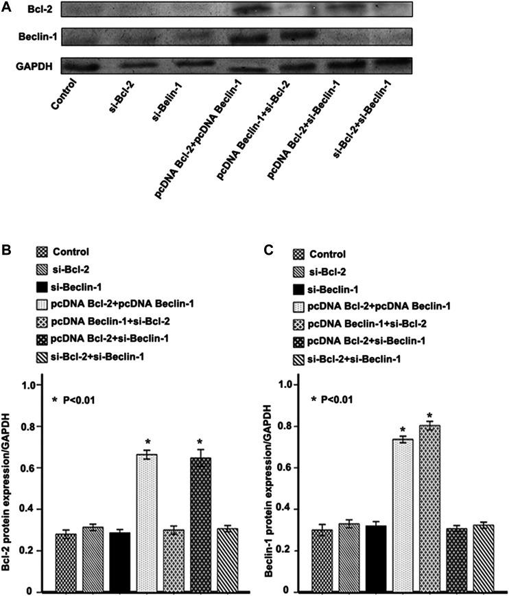 https://cdn.ncbi.nlm.nih.gov/pmc/blobs/88a1/8262207/80d74989ee06/pore-27-594724-g003.jpg