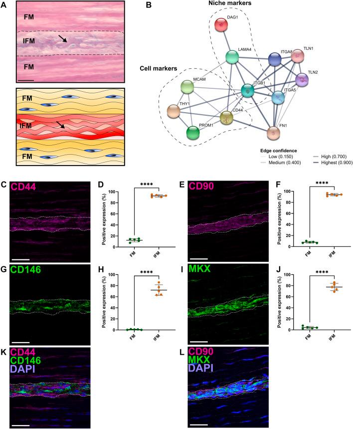 https://cdn.ncbi.nlm.nih.gov/pmc/blobs/88a3/9869387/690c9b660040/fcell-10-1094124-g001.jpg