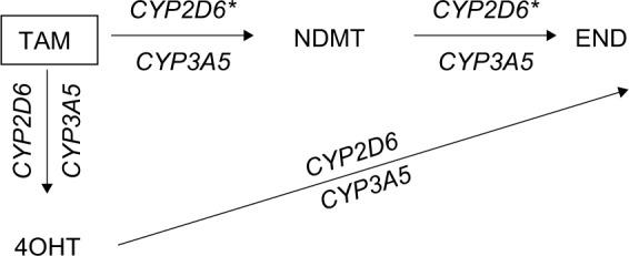https://cdn.ncbi.nlm.nih.gov/pmc/blobs/88a4/5399972/fe882298bcec/bctt-9-249Fig1.jpg