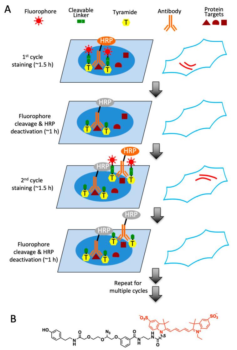 https://cdn.ncbi.nlm.nih.gov/pmc/blobs/88a4/8070642/d64cb0a2ecf5/molecules-26-02206-g001.jpg