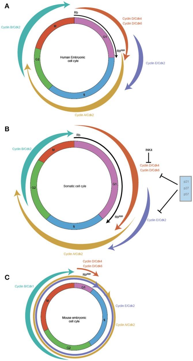 https://cdn.ncbi.nlm.nih.gov/pmc/blobs/88a8/6020794/083a16e1c95c/fcell-06-00057-g0001.jpg