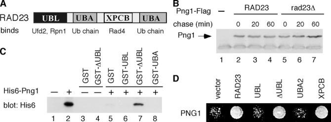 https://cdn.ncbi.nlm.nih.gov/pmc/blobs/88b3/2063551/52049878d162/jcb1720211f01.jpg