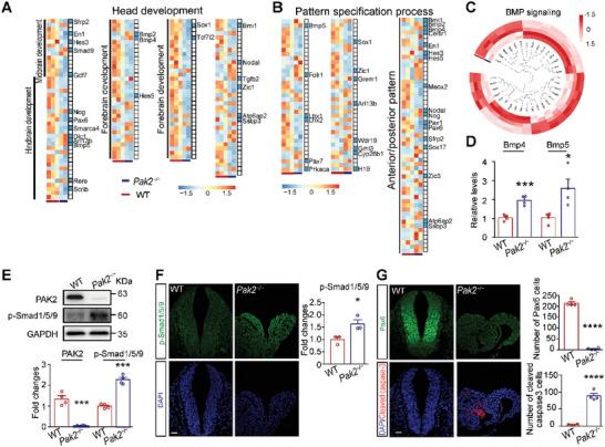 https://cdn.ncbi.nlm.nih.gov/pmc/blobs/88b6/9896034/3e5fc29ddec7/ADVS-10-2204018-g002.jpg