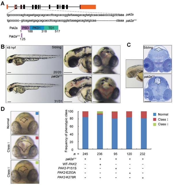 https://cdn.ncbi.nlm.nih.gov/pmc/blobs/88b6/9896034/7e39979da72f/ADVS-10-2204018-g005.jpg