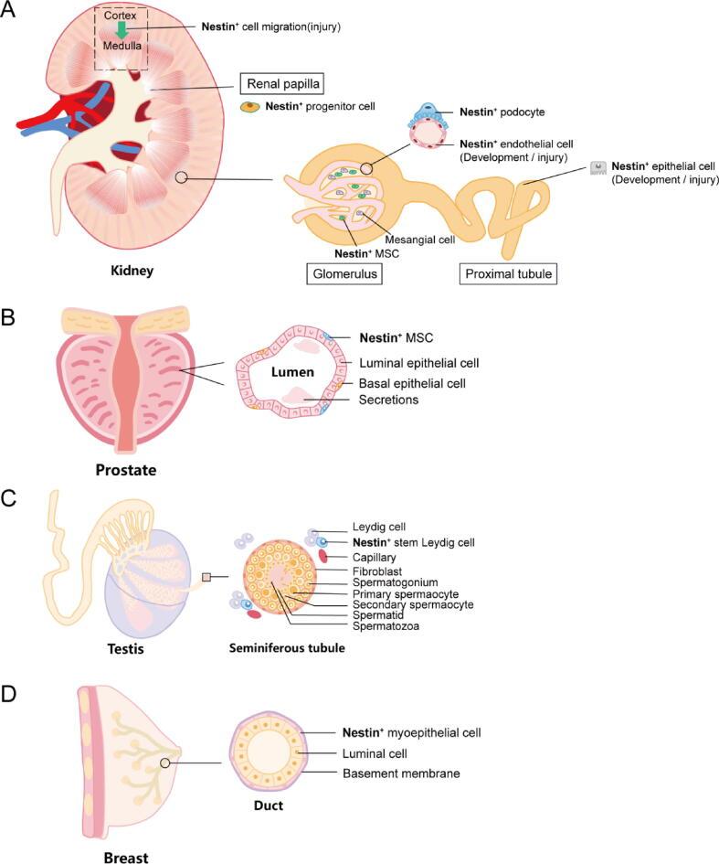 https://cdn.ncbi.nlm.nih.gov/pmc/blobs/88b8/11258671/de5316ae4d69/gr4.jpg
