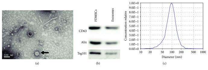 https://cdn.ncbi.nlm.nih.gov/pmc/blobs/88bd/6590601/7507e0cdb836/SCI2019-2402916.001.jpg