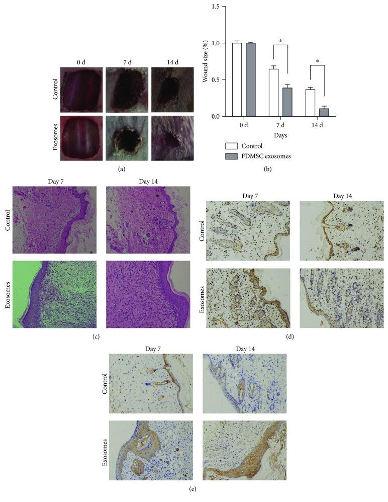 https://cdn.ncbi.nlm.nih.gov/pmc/blobs/88bd/6590601/a05ad680adf7/SCI2019-2402916.002.jpg