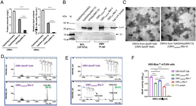 https://cdn.ncbi.nlm.nih.gov/pmc/blobs/88c1/8931243/c80a873bdf46/pnas.2109667119fig01.jpg