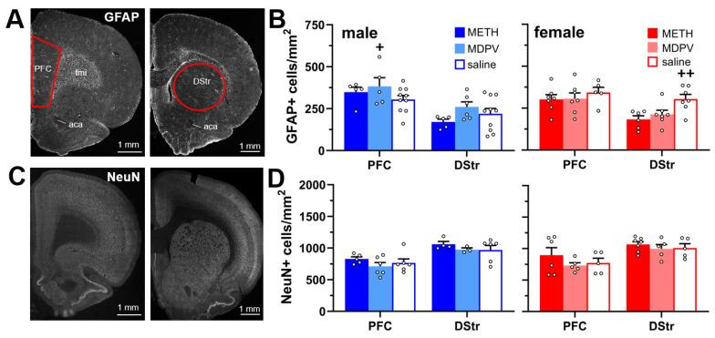 https://cdn.ncbi.nlm.nih.gov/pmc/blobs/88c6/11118022/328820061f90/brainsci-14-00435-g003.jpg